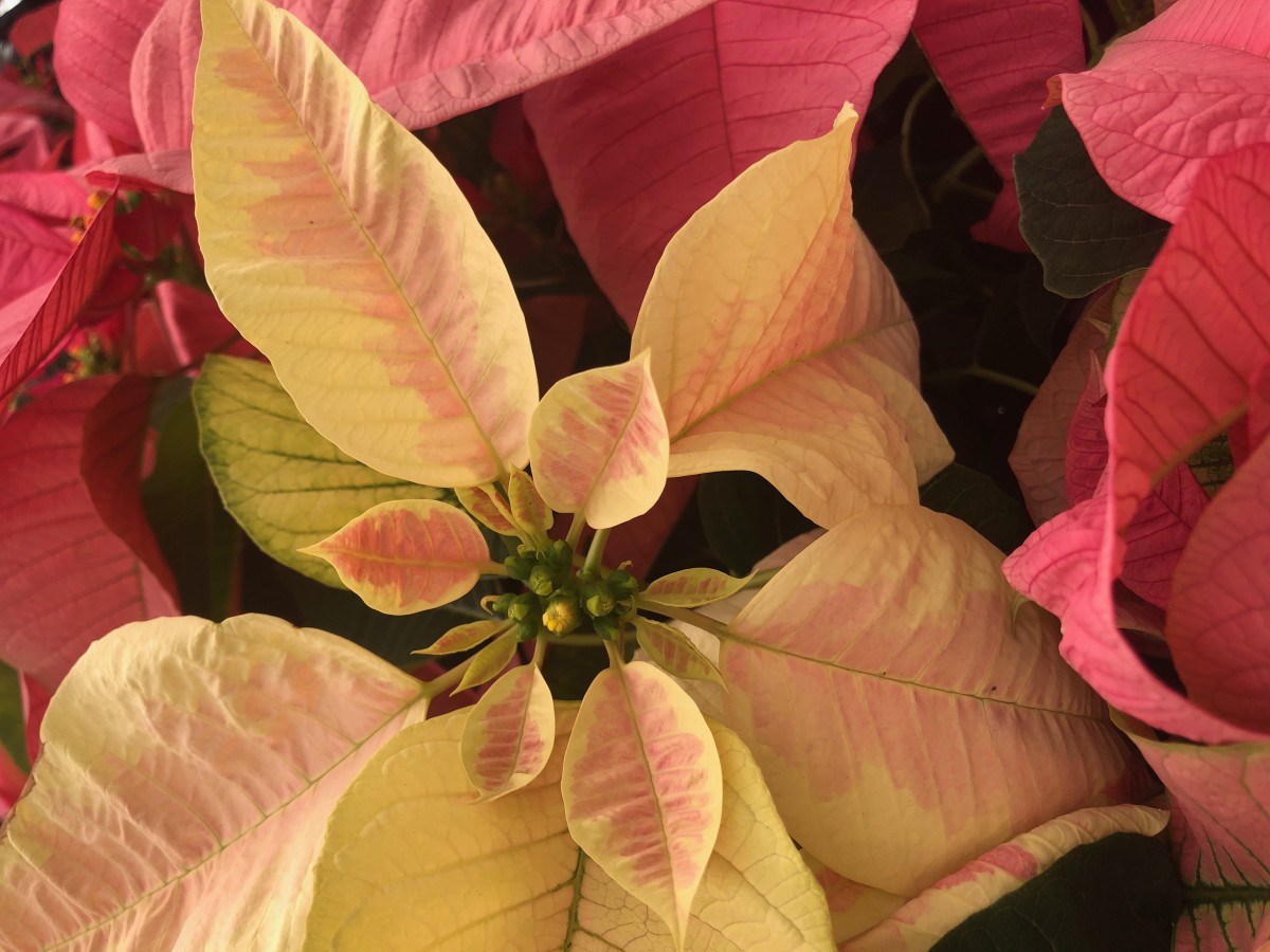 This pink and cream marbled hybrid has grown to be one of my favorite poinsettias.