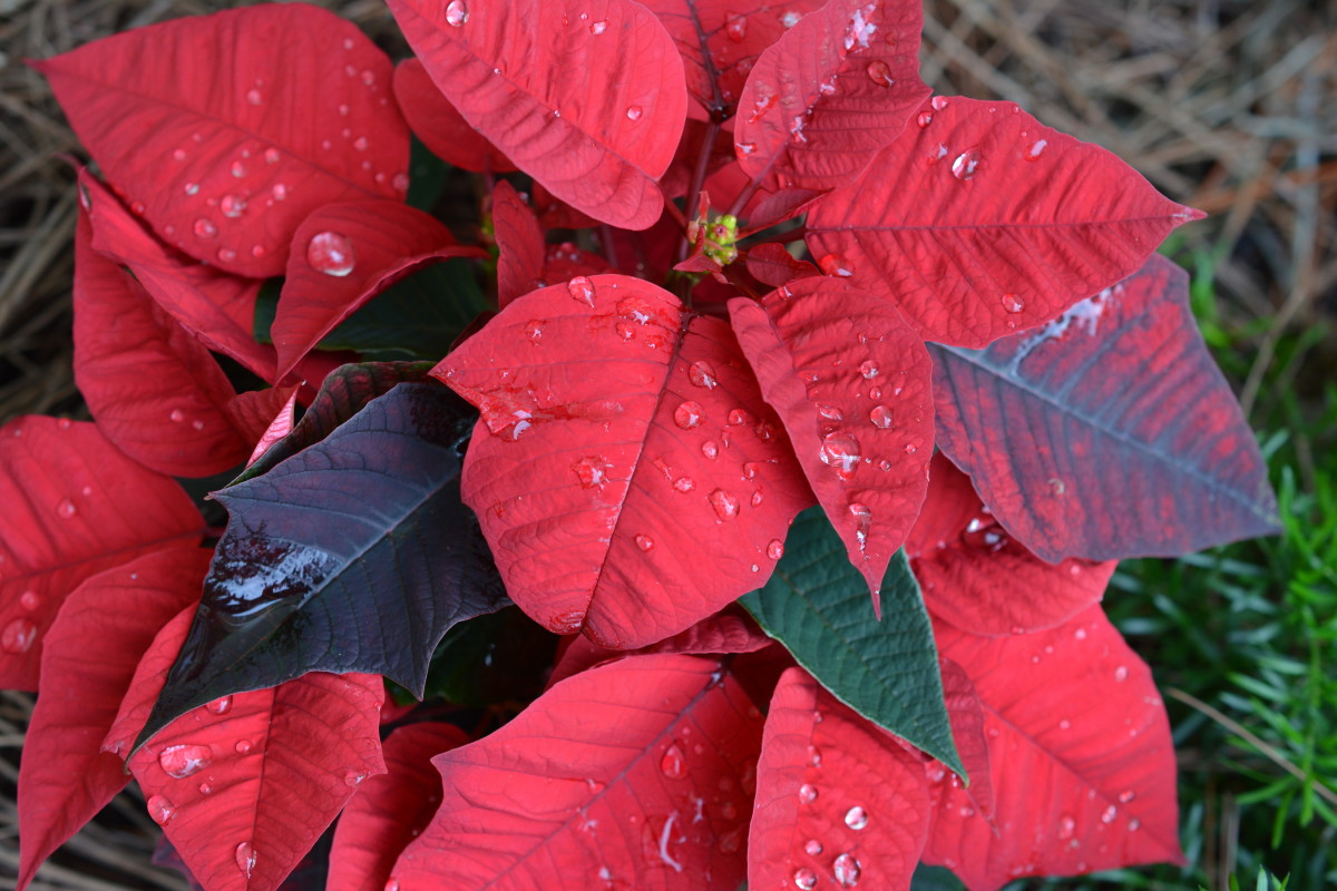 The traditional red poinsettia that became known as The Christmas Flower. These beautiful plants are innocent, but their sap can cause skin irritation.