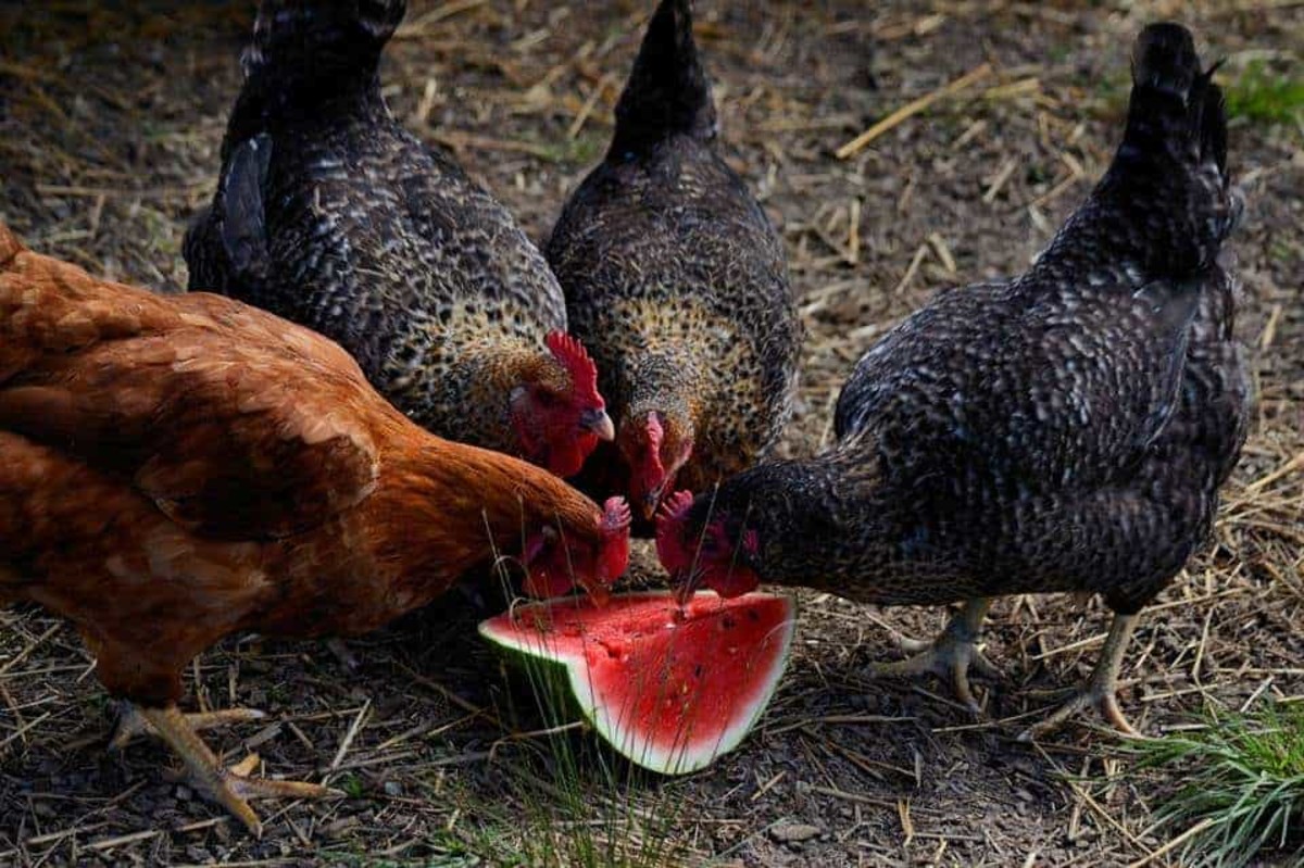 Essential Food Supplements for Hens