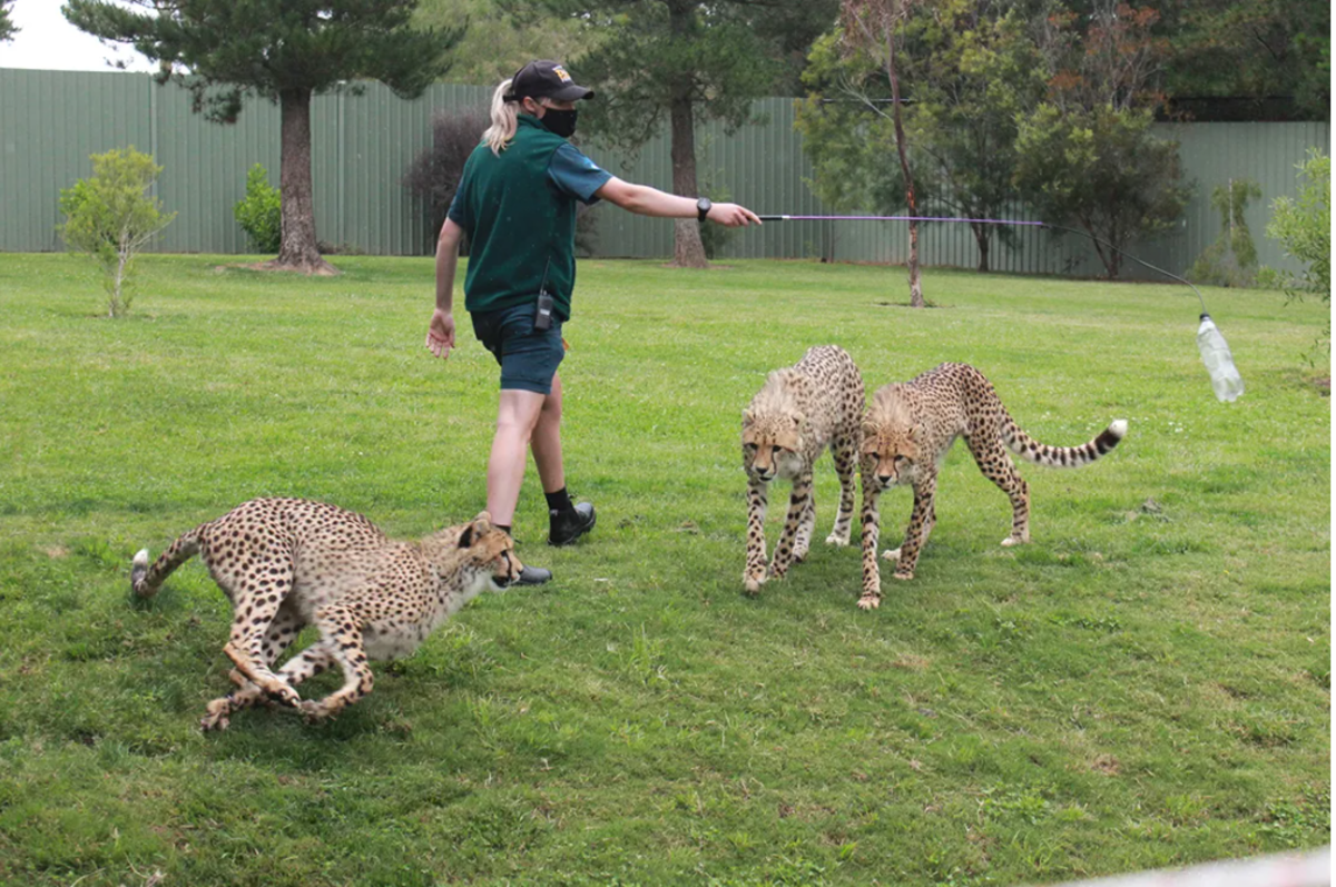 Meet-a-Cheetah Encounter. Photo: Lily Pass