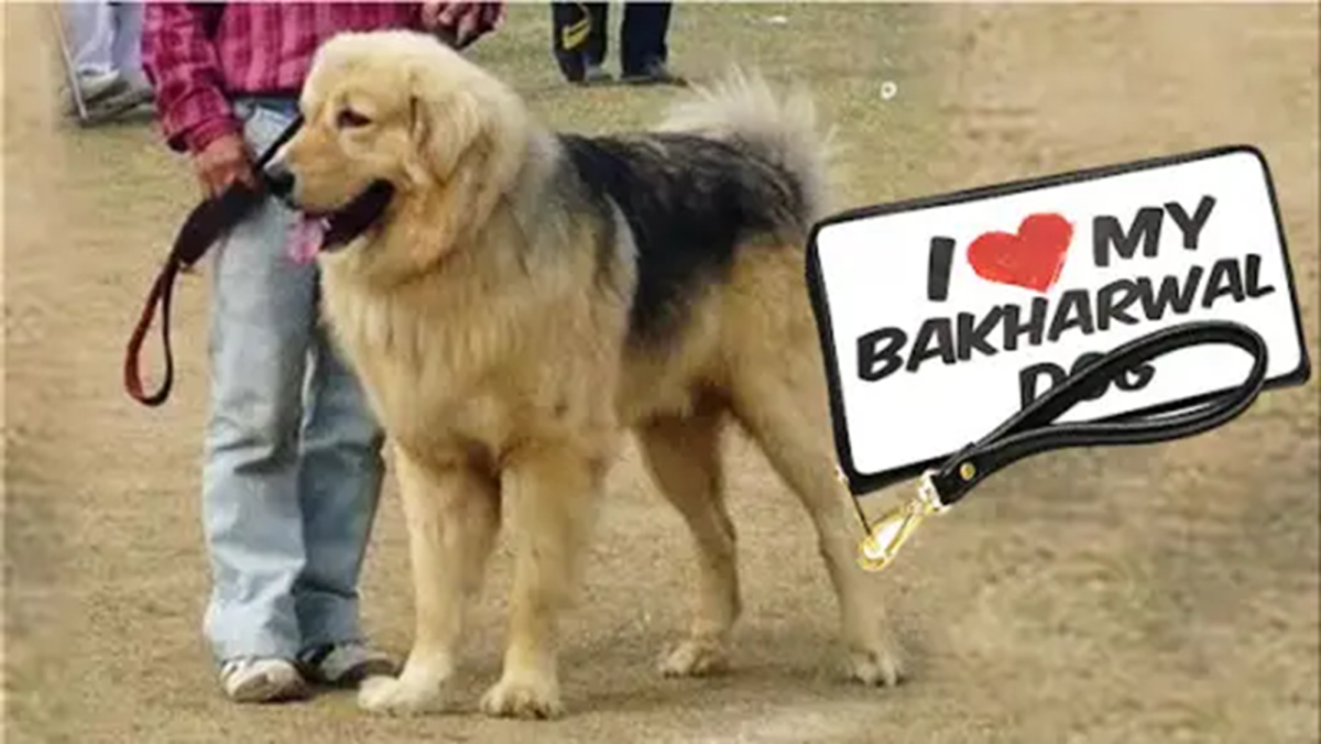Bakharwal Dog (The Indian Mountain Dog)