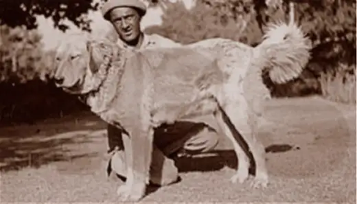 The History of the Bakharwal Dog