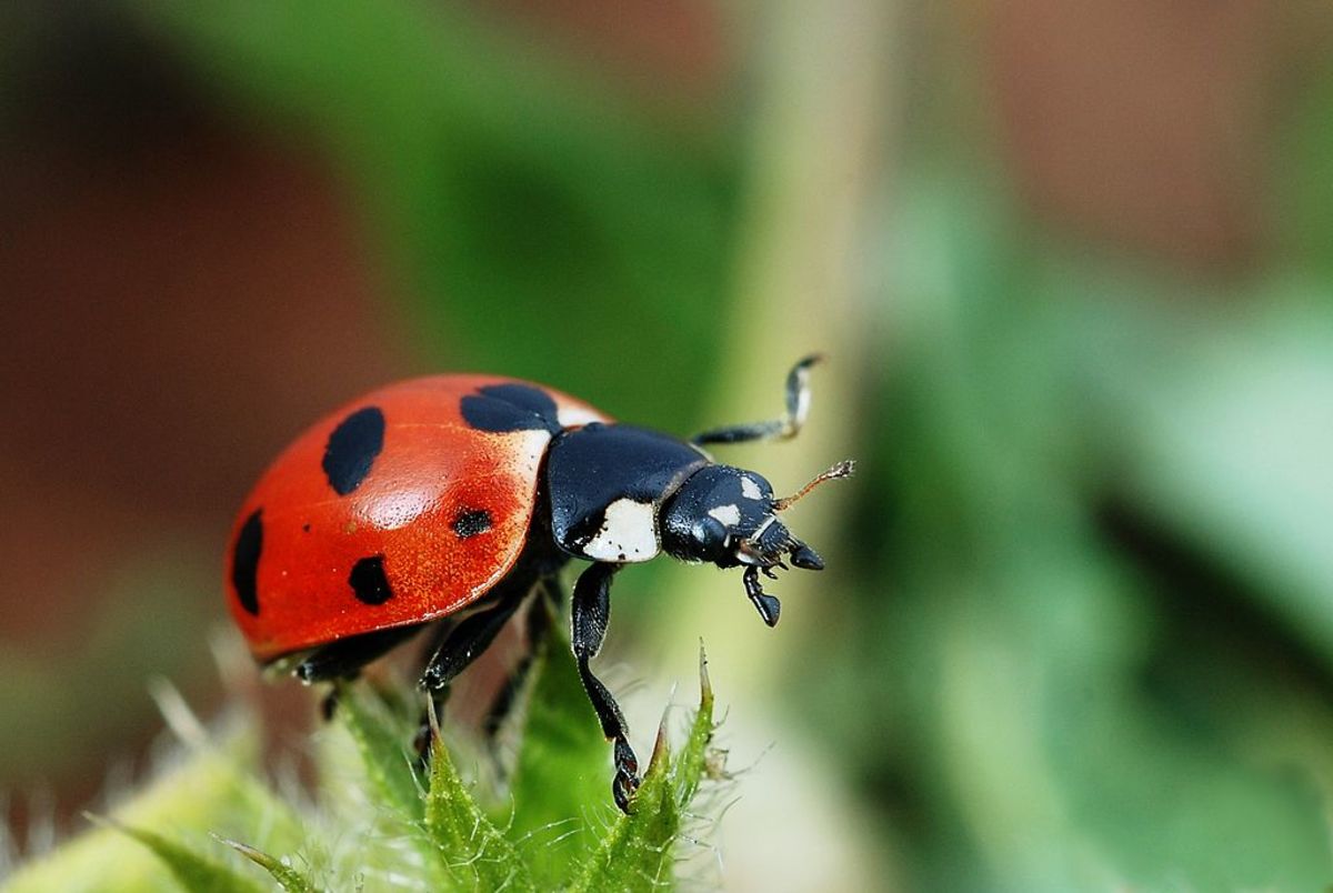what-do-ladybugs-eat