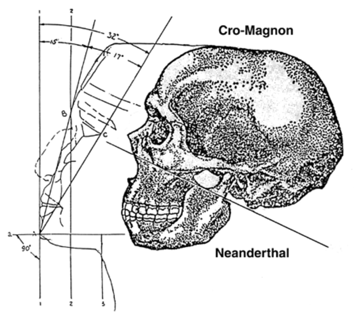 Were Neanderthals Smarter Than Us?