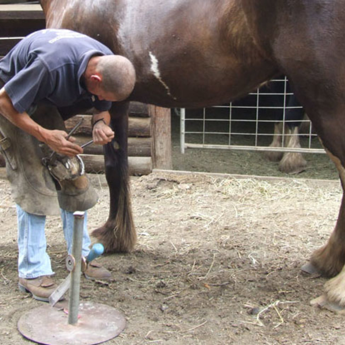 Farriery: The Art of Shoeing Horses