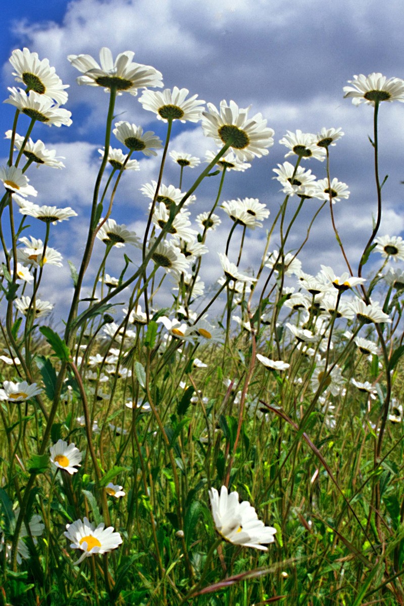 Unusually among the photographs on this page, these daisies were shot in a field in Cambridgeshire, England. The green of the grass, the underside of the daisy heads and the beautiful patterns in the sky, all hopefully work well together