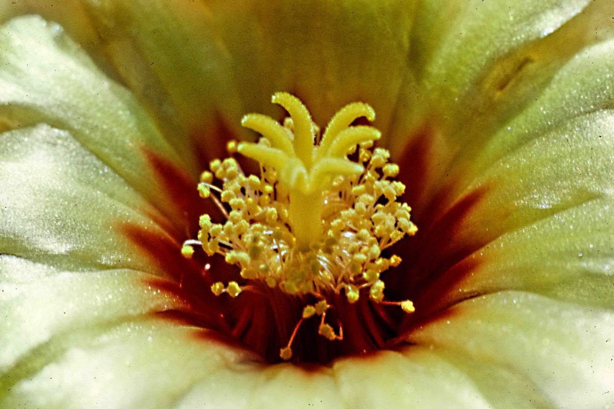 The centre of a cactus flower