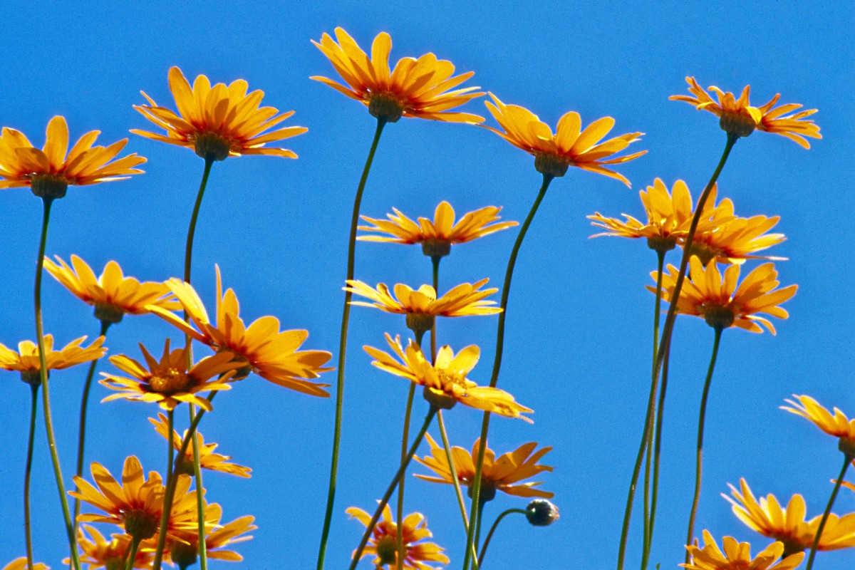 Daisies in the sky. Looking up from beneath a flower can give a very different perspective