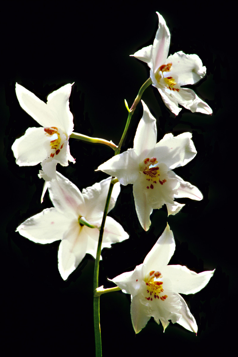A beautiful white Orchid