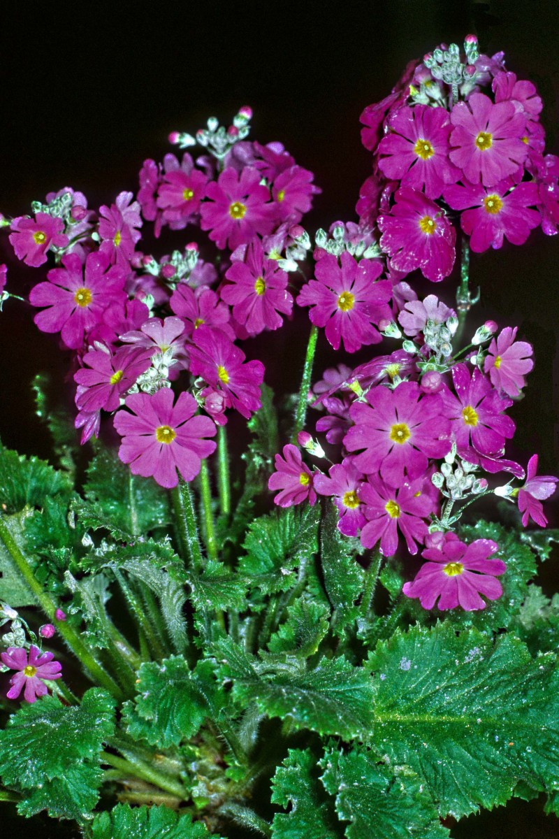 Primula malacoides is a member of the Primrose family. It makes an attractive little pot plant with bunches of flowers on stalks