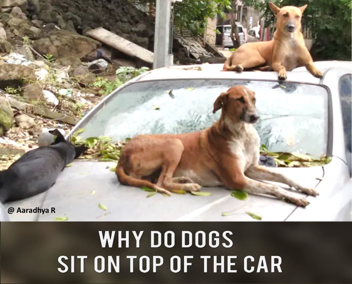 why-do-dogs-sit-on-top-of-the-car-at-night