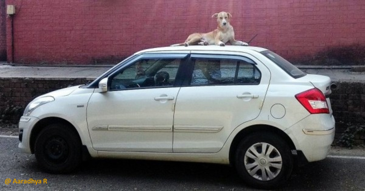 Dog sitting on top of the car