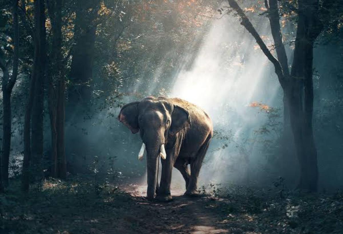 A Story: The Helping Nature Of Animals