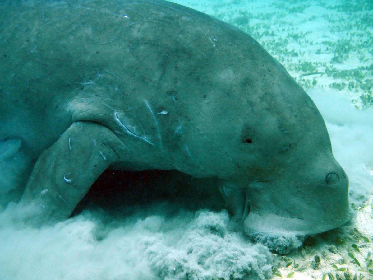 What is a dugong?