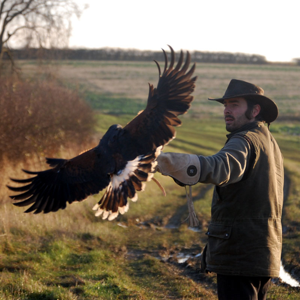 what-is-falconry