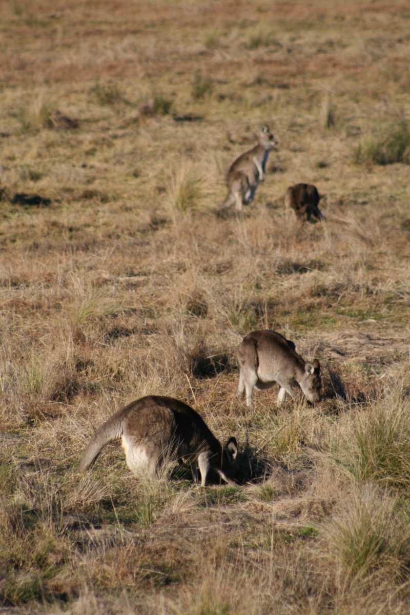 It is winter in Australia now. These kangaroos are clearly carrying large joeys in their pouches. I was surprised that not one joey was out of its pouch. Clearly some of them are large enough. Perhaps the weather was just too cold.