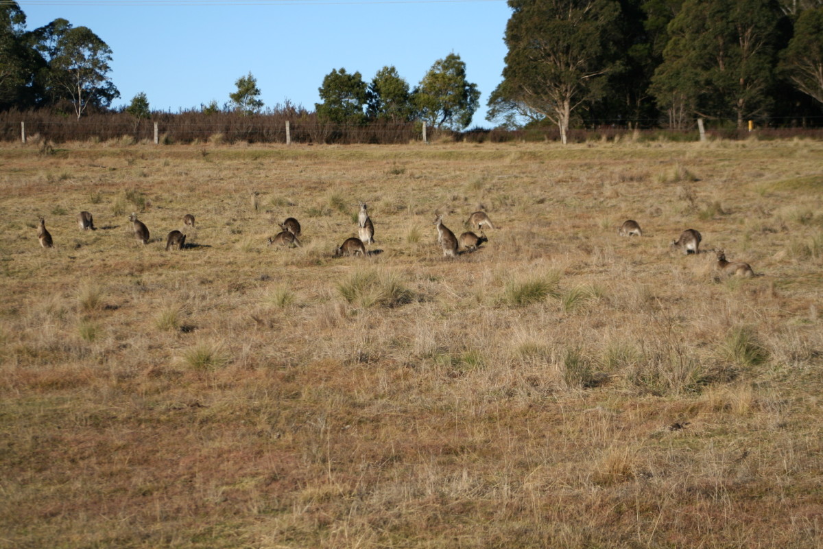 Against a background of dry grass, kangaroos can be quite effectively camouflaged. I spotted this mob just a short walk (or a short hop) from my home.