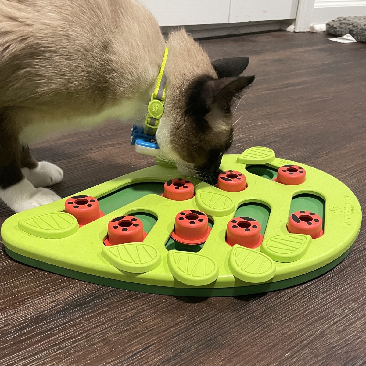 19 Best Food Puzzles for Cats and Dogs 2023
