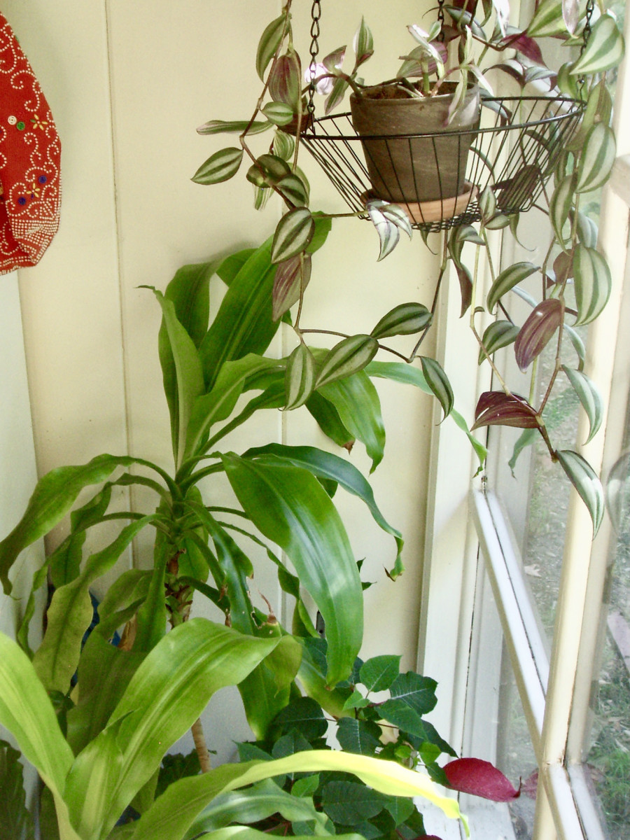 Indoor plants help moisten and clean the air inside your home.