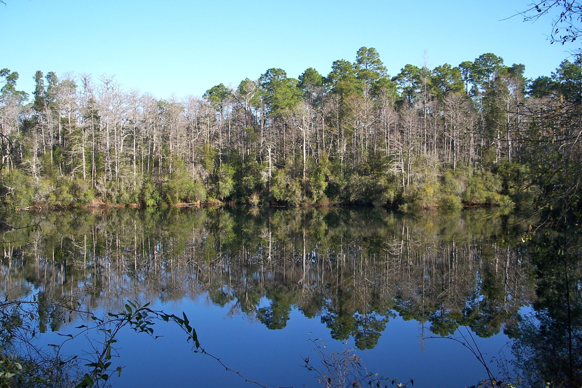 Wright Lake is a beautiful little lake tucked away in the Apalachicola National Forest. Surrounded by long leaf pines, it is an area of quiet beauty and solitude.