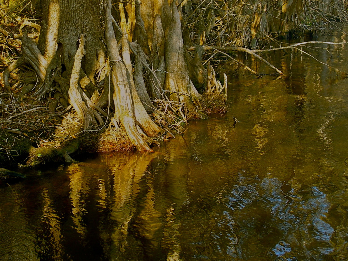 Reflections of cypress trees, with their feet in the Suwanee River. 