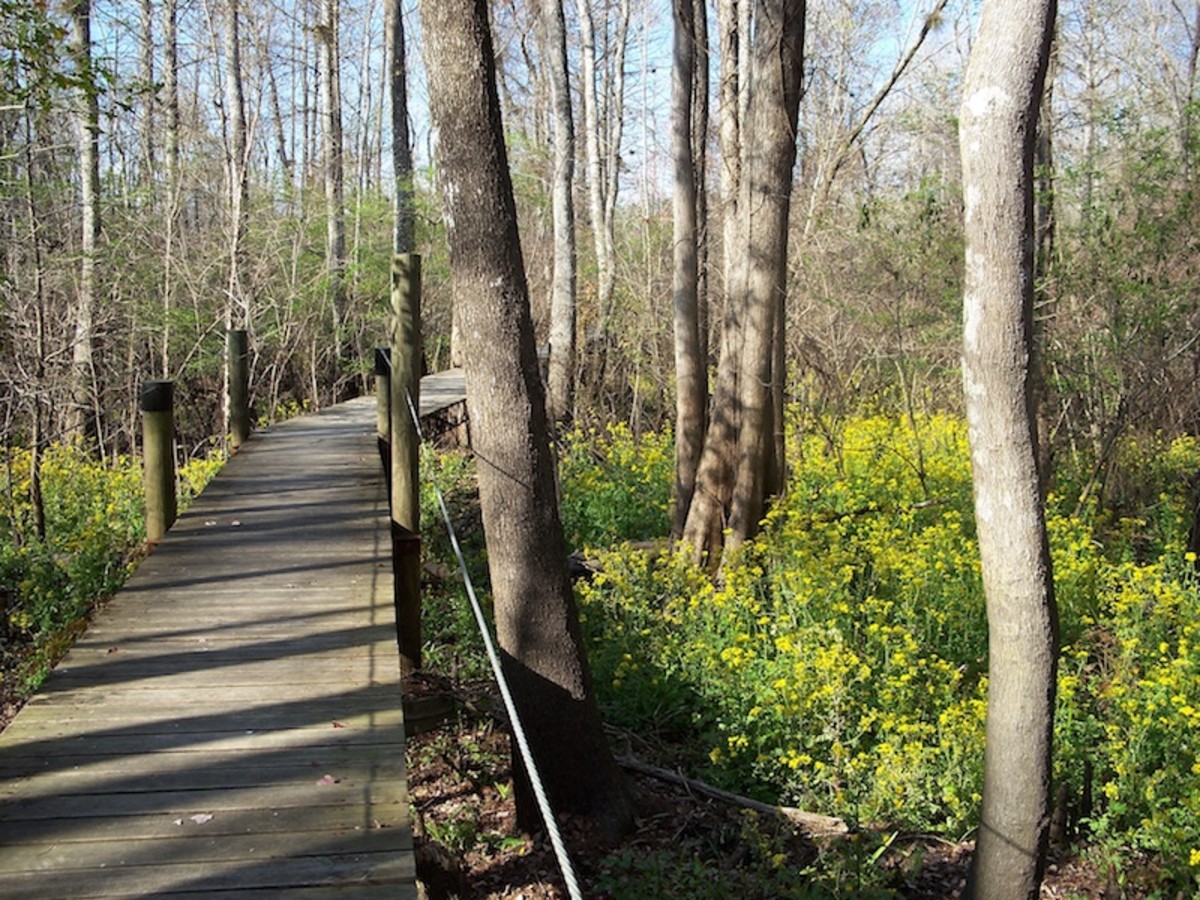 From the Suwanee River Campground, take the walkway through the swamp to the Suwanee River. 