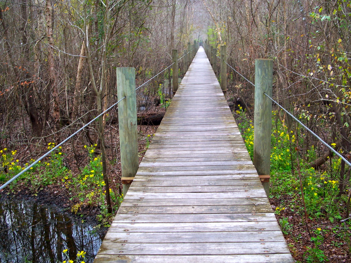 This wooden walkway leads through the swamp to the Suwanee River. There were some bright yellow flowers lighting up dark spots along the walk, and creating a pleasant spring-like atmosphere.