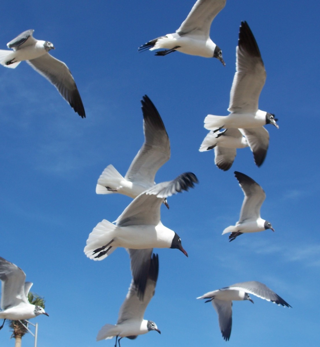 Gulls flying overhead try to grab our sandwiches from our hands while we eat!