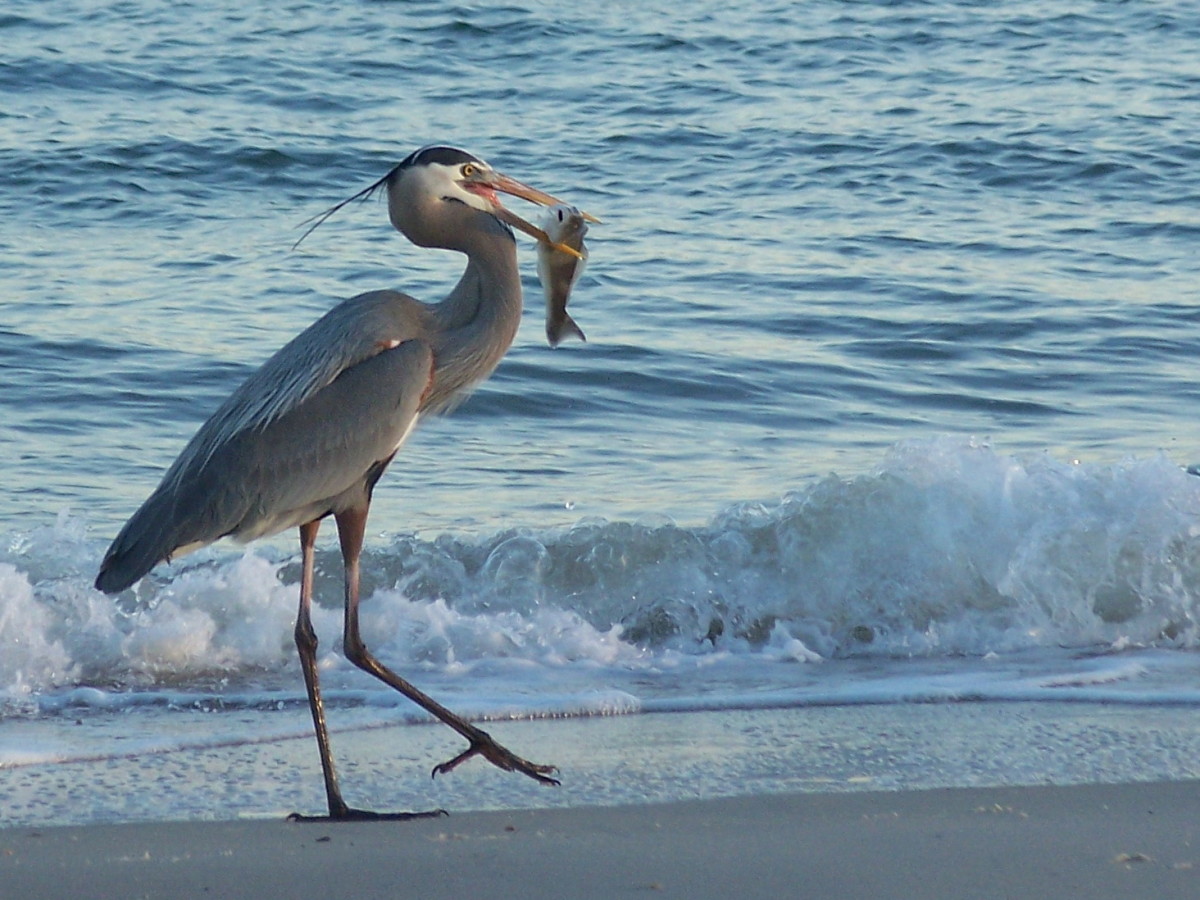 This great blue heron stalked the fishermen until he was able to steal one of the catch and releases.