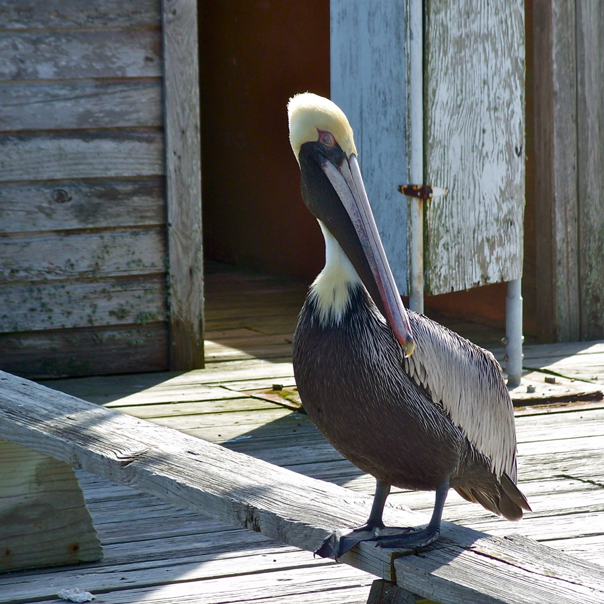 This pelican stood guard on the boardwalk in Cedar Key, perhaps waiting patiently for a generous fisherman to share his catch.