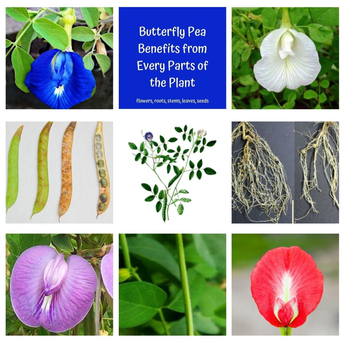 Find out which part of the butterfly pea plant has the most or none of the phytochemicals, and which part gives most of the benefits.