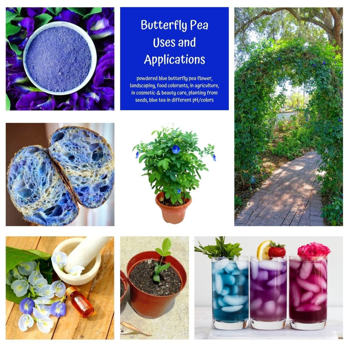 Butterfly pea (Clitoria ternatea) has wide applications not only in the medical but also in food, agriculture, cosmetic and beauty care, and landscaping/gardening. 