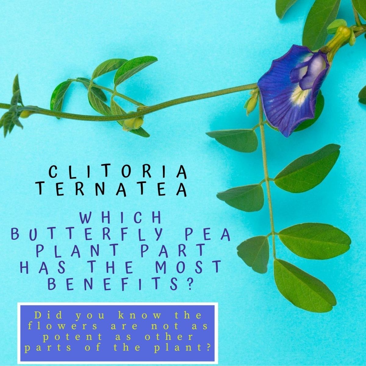 Despite what you have heard, the flower is not as potent as other parts of the butterfly pea plant. Read on to learn more.