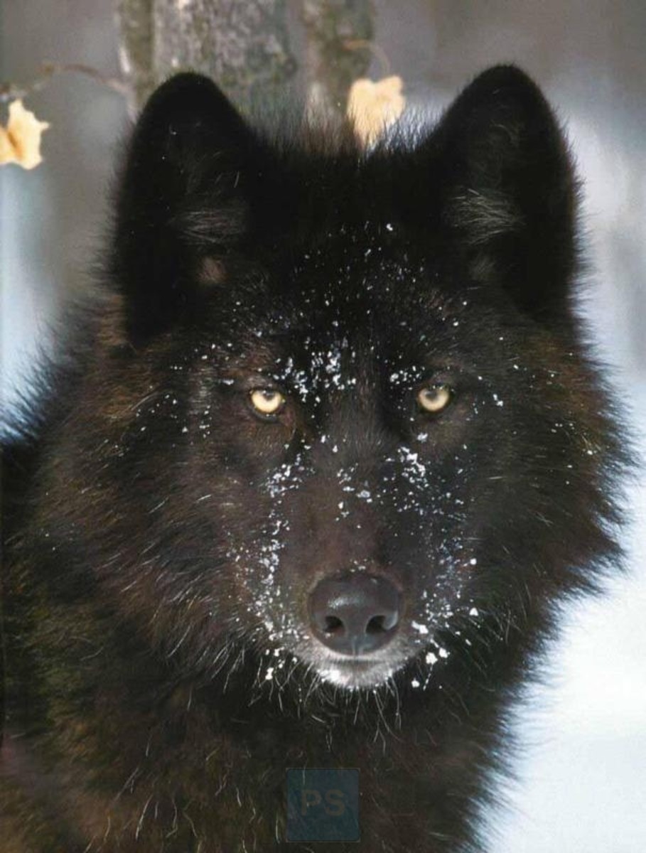  Timber Wolf of the North