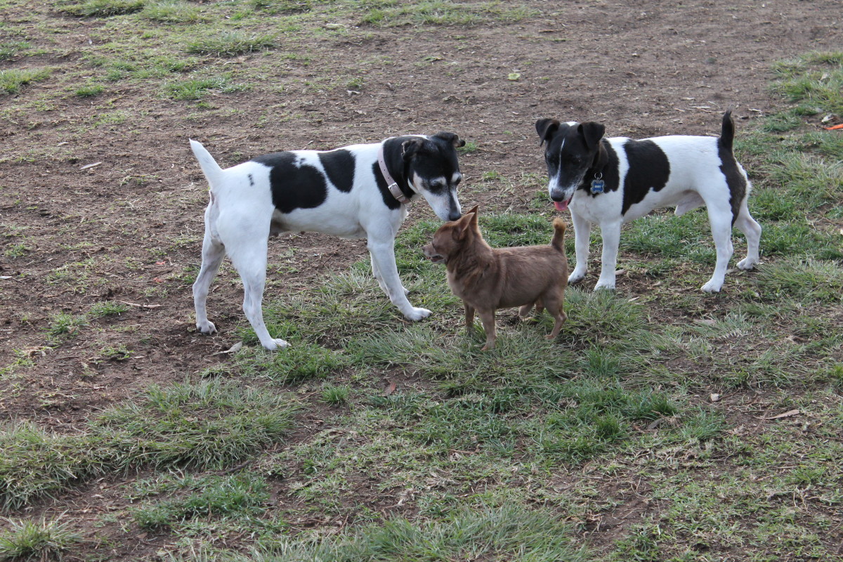 My Jack Russell terriers at the dog park, romancing a chihuahua. 