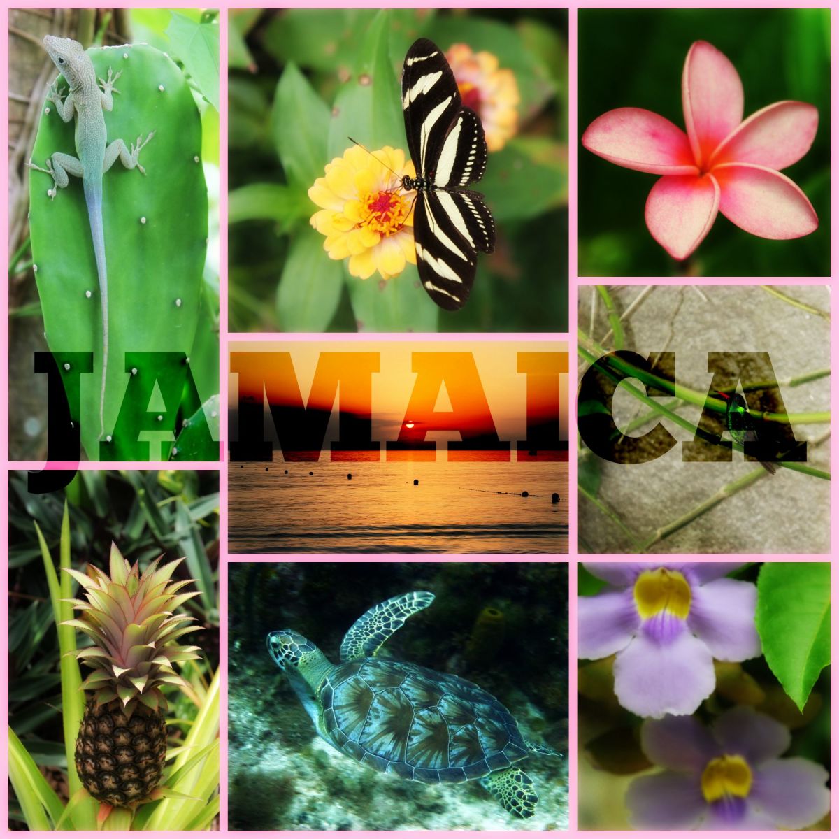 I created this nature collage after a trip to Jamaica. I didn't use a lot of "tricks,"  just a simple Square Deal layout and light pink background. Effects: Orton. Text: Chunk Five. Blend mode: Overlay.