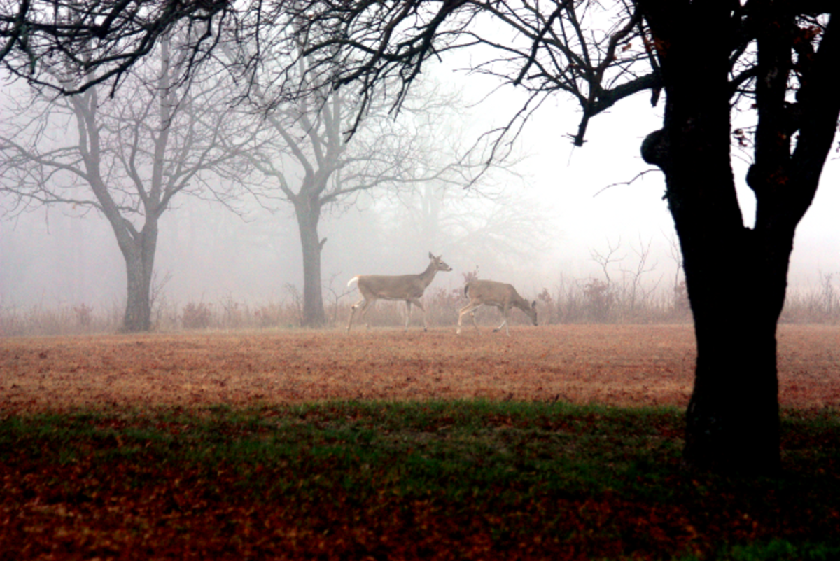 White-tailed deer grazing in the early morning fog.