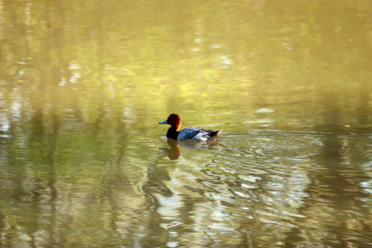 Redhead duck swimming on our back pond.