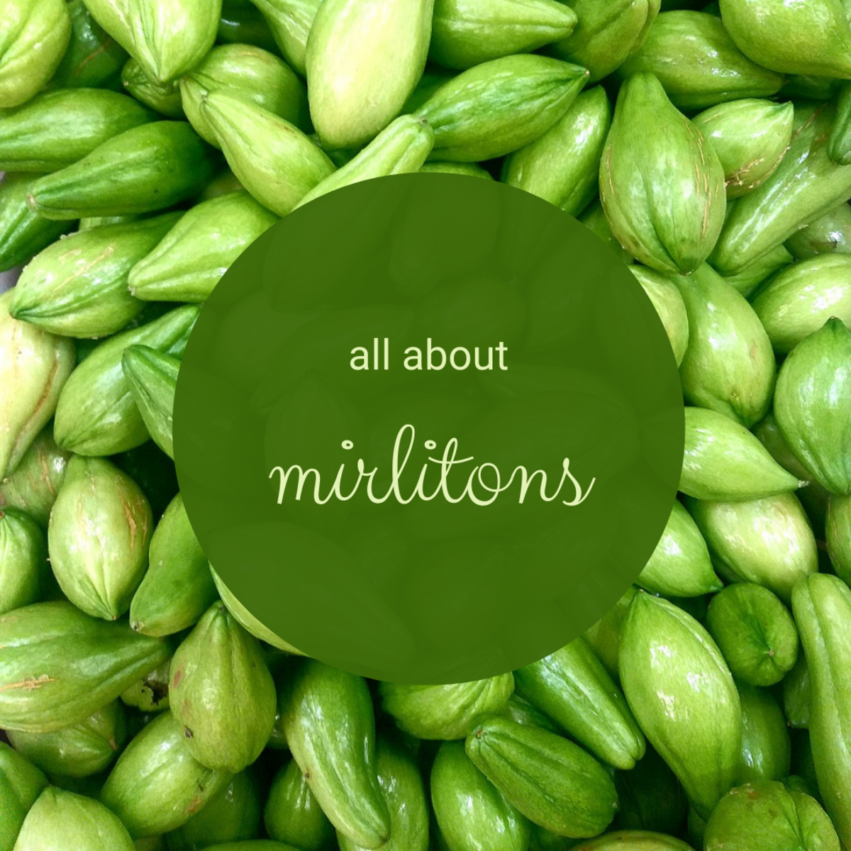 Mirlitons (aka chayote, vegetable pear, and mango squash) are easy to grow and delicious to eat.