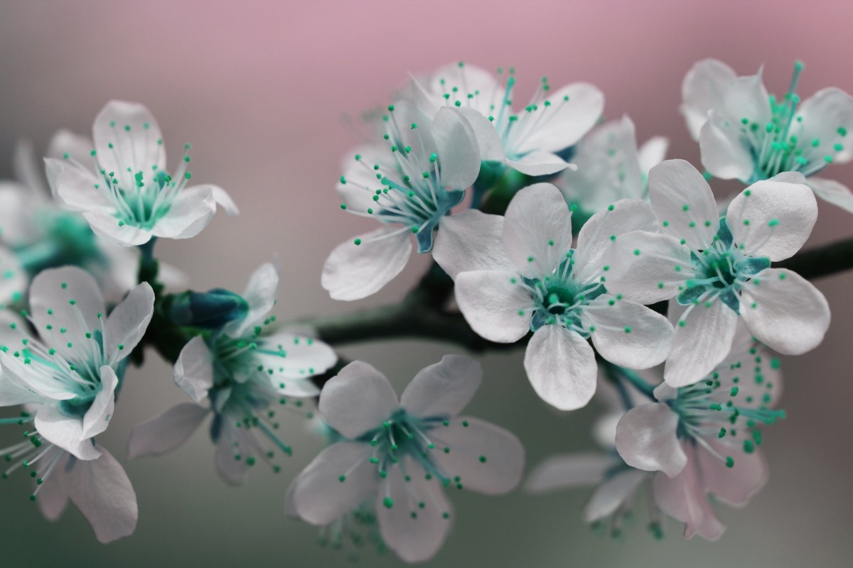 teal-flowers