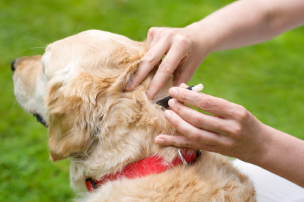 how-to-prevent-ticks-and-fleas-on-dogs-super-natural-ways