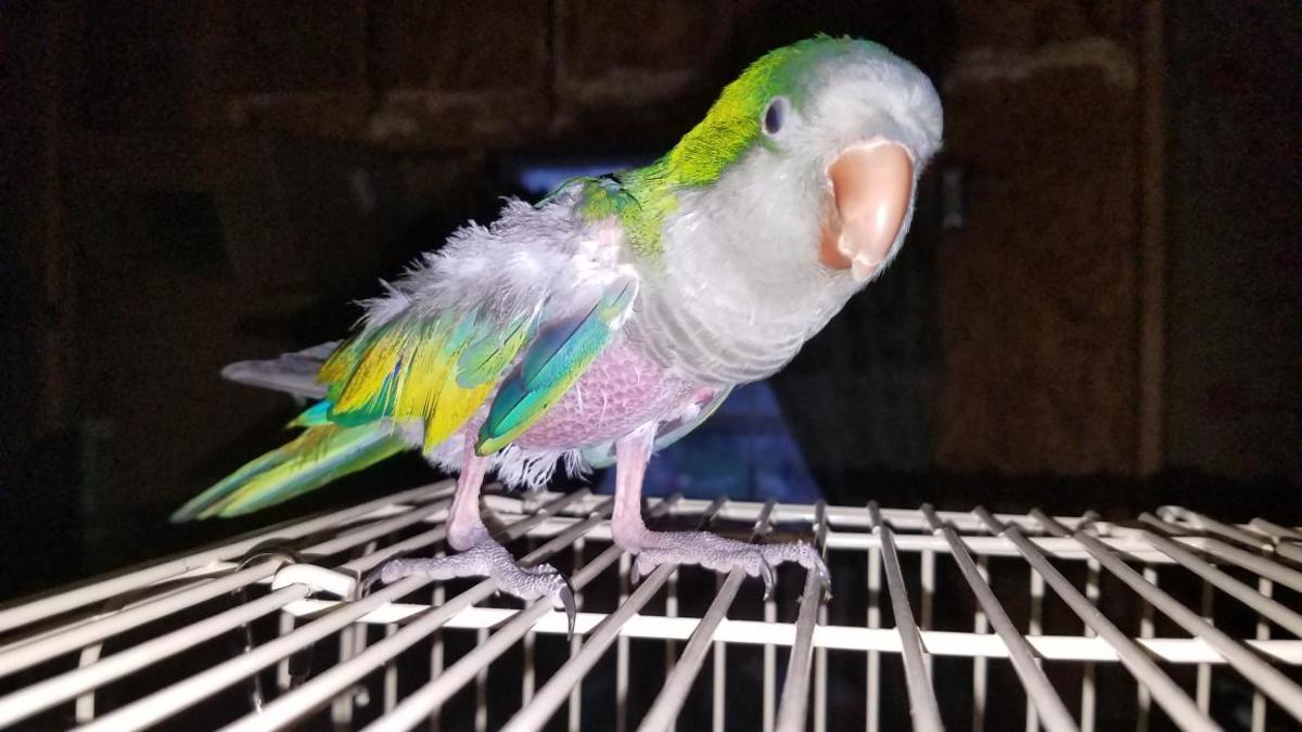 Parrot Behaviors: Your Quaker Parrots Health