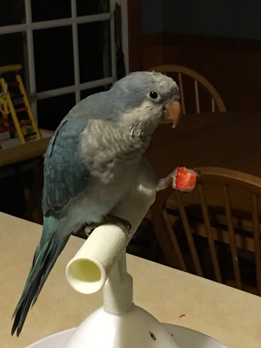 Parrot Behaviors: Your Quaker Parrots Health