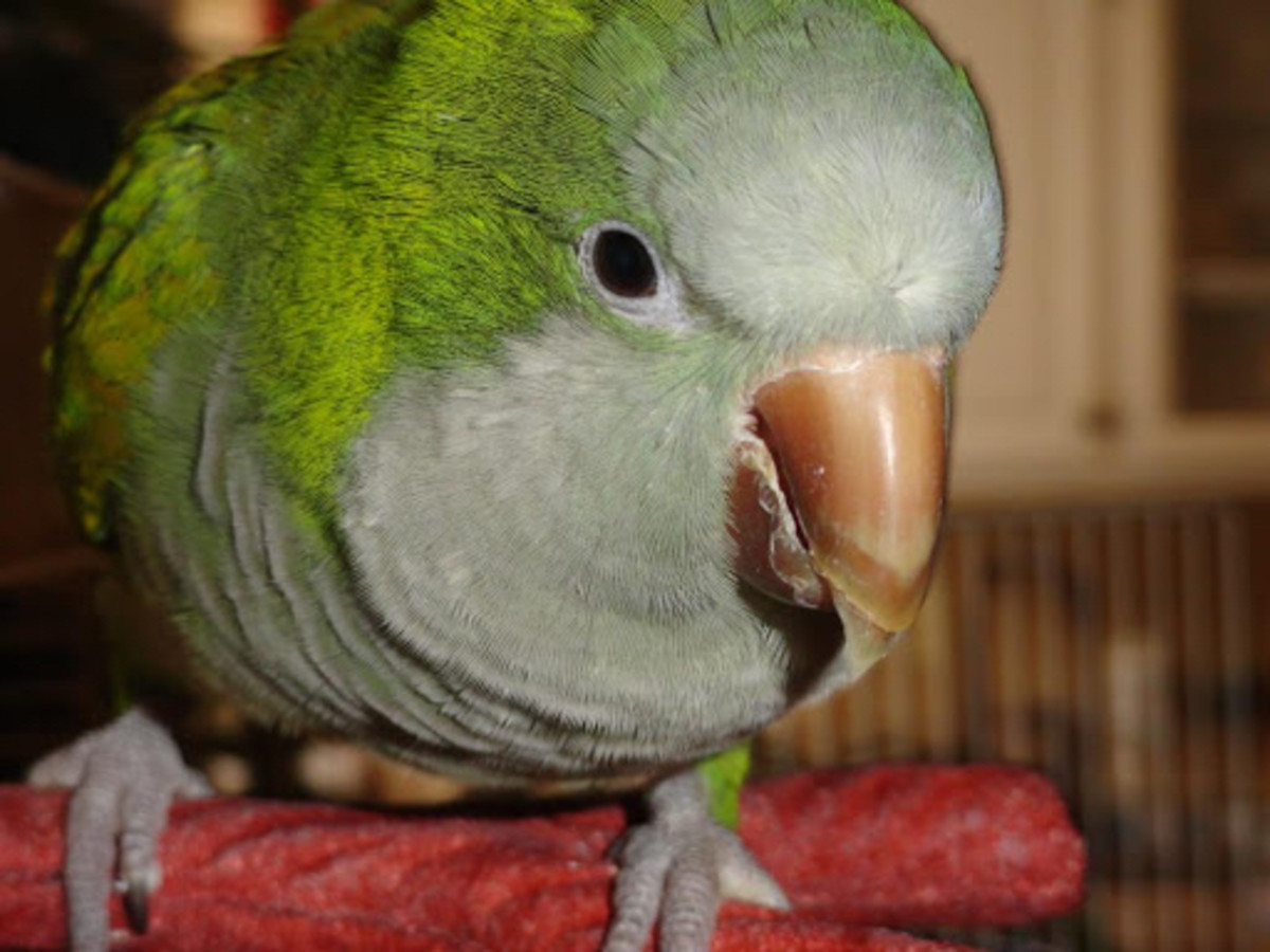 An overgrown beak can be caused by Fatty Liver Disease or a poor diet