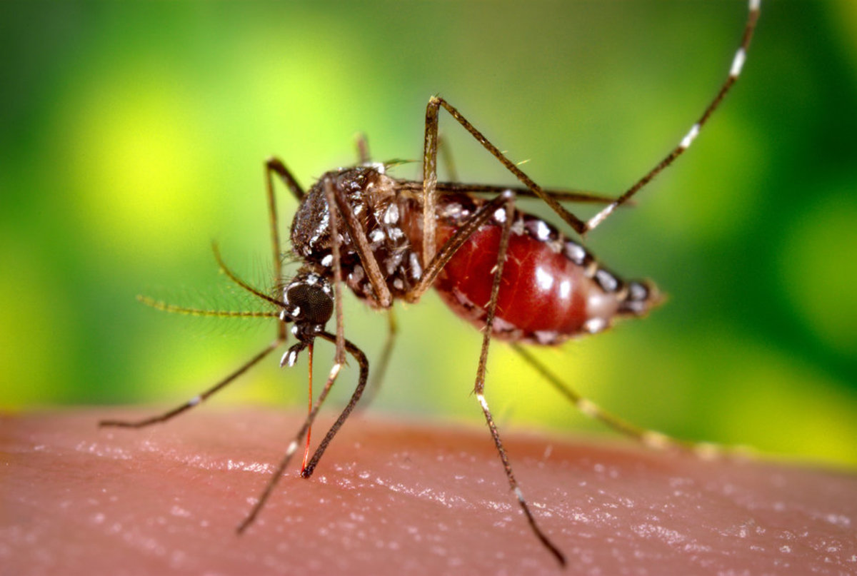 Mosquitoes Are the World's Worst Mass Killers