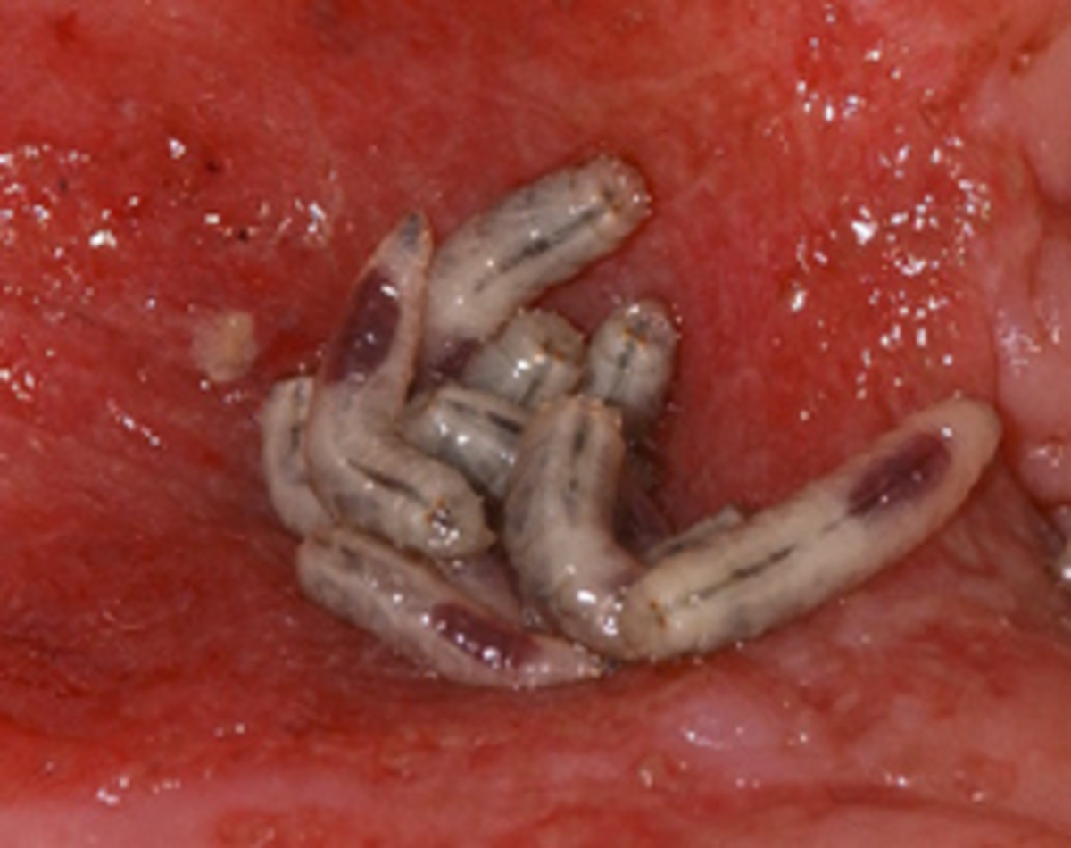 Good old reliable Maggots are making a comeback in hospitals due to the weakening effect of antibiotics. Flies bring germs and fly maggots clean the germs up: this is the naturally occurring "like attracts like" principle discussed in this Hub.