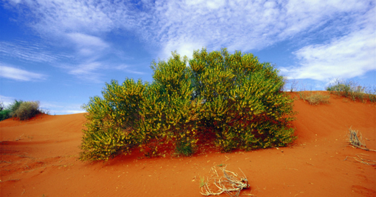 The Acacia bush occurs near snake prone areas and provides a natural indigenous cure for snake bite!