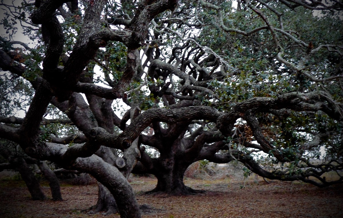 A grove of oak trees.