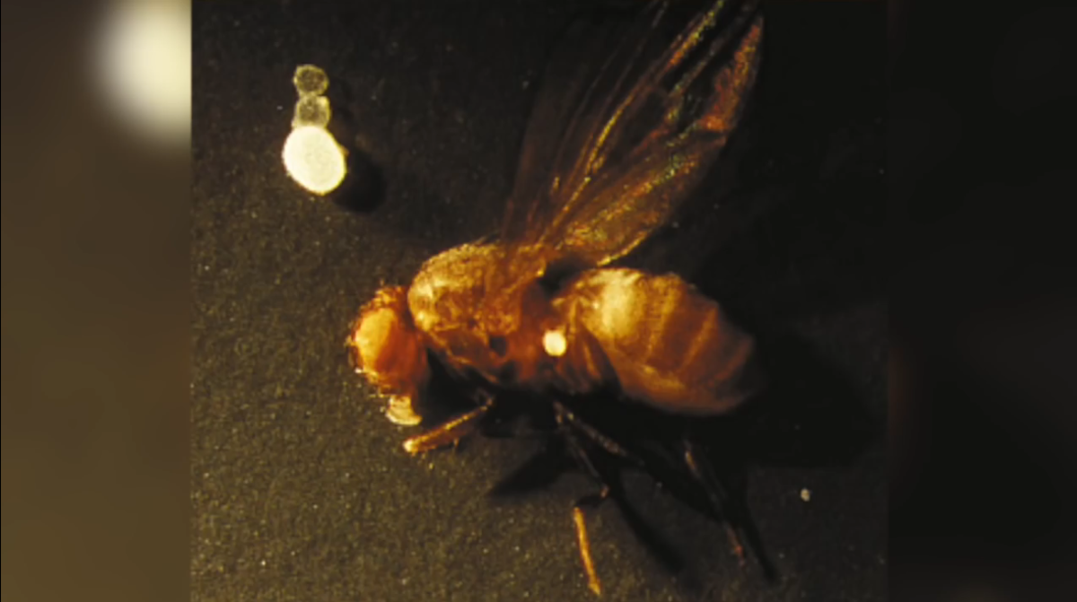 Thiomargarita namibiensis, near a fruit fly