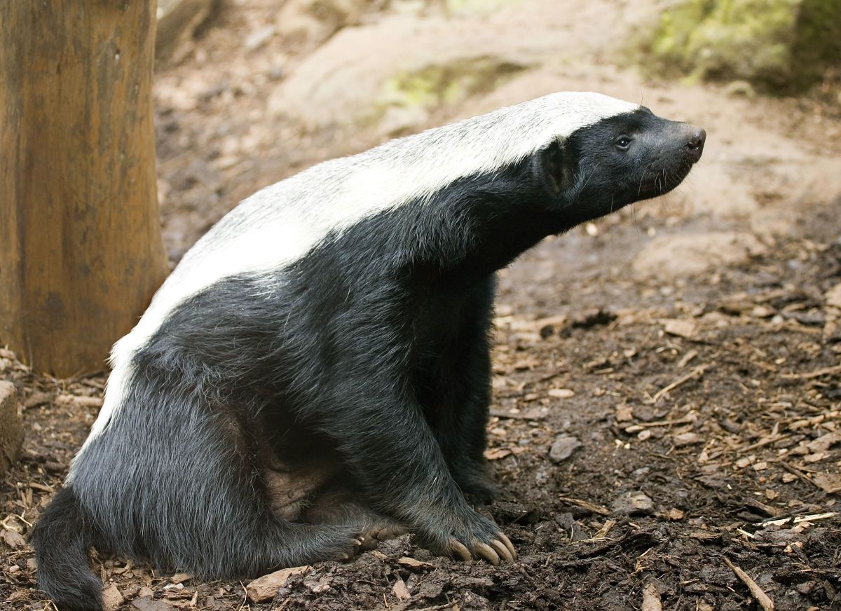 The World's Most Fearless Creature is the 'Honey Badger'